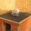 Thermo Madera Hundehütte LT "M" innengrösse (LxBxH:74x50x44cm)