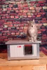 Thermo Renato Ketzehütte "CAT" innengrösse (LxBxH:54x38x28cm)