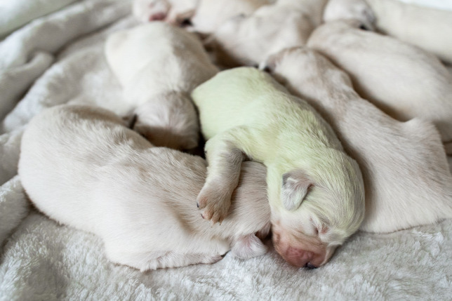 Trächtigkeit von Hunden vom Beginn bis zur Betreuungsphase, wie können wir helfen?